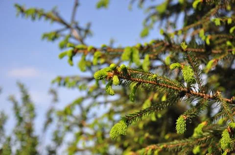 Green foliage Foto stock