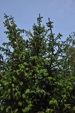 Green foliage Stock Photos