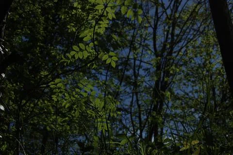 Green foliage Stock Photos