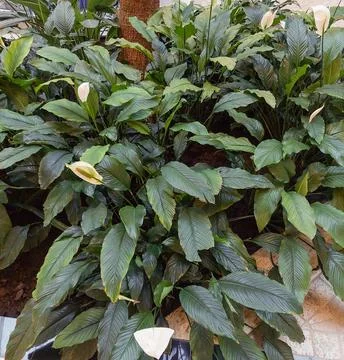Green foliage Stock Photos
