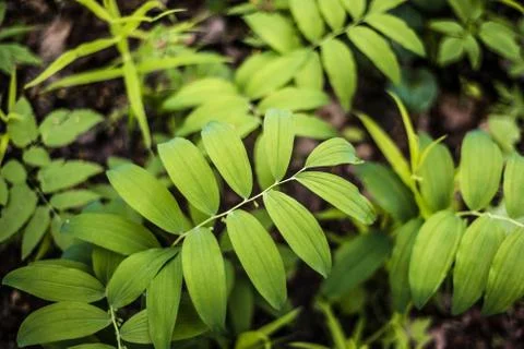 Green foliage polygonatum multiflorum, background Stock Photos