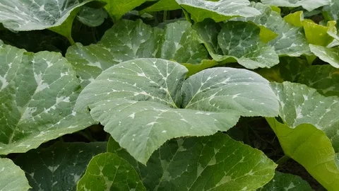 Green foliage of a pumpkin Stock Footage 92575657