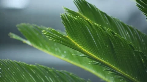 Green Foliage in the Rain Stock Footage 44031628