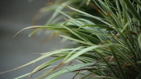 Green Foliage in the Rain Stock Footage 44031629
