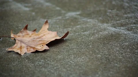 Green Foliage in the Rain Stock Footage 44031637