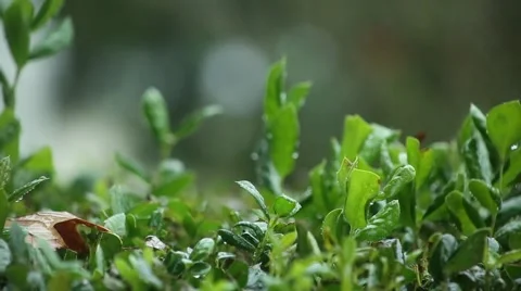 Green Foliage in the Rain Stock Footage