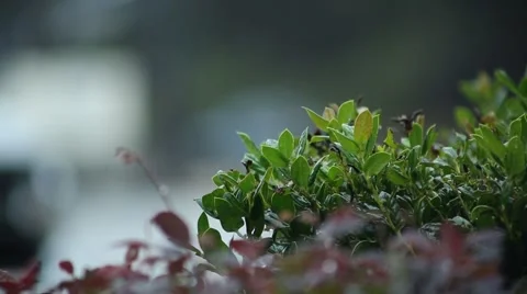 Green Foliage in the Rain Stock Footage 44031667