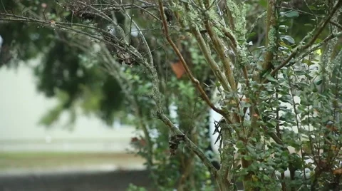 Green Foliage in the Rain Stock Footage 44031679