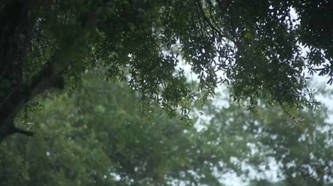 Green Foliage in the Rain Stock Footage 44031721