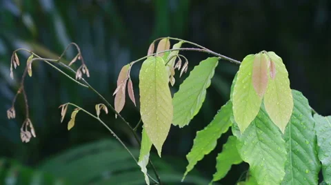 Green foliage in the rain, rain drop on leaf Stock Footage 55272580