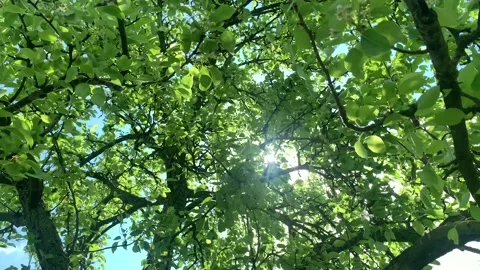 Green foliage, The rays of the sun through the green foliage. 4K Stock Footage 154823606