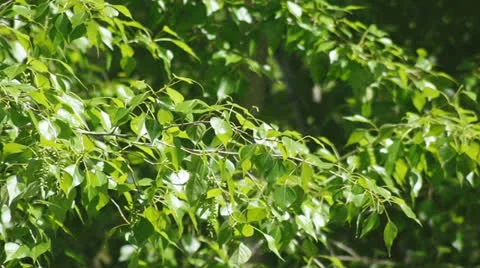 Green foliage rustling in the wind Stock Footage 24708406