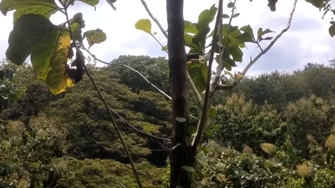 Green Foliage Scene Stockbeeldmateriaal 332924015