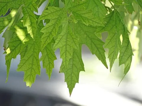 Green foliage seamless artistic pattern design. Summer green leaves endless b Stock Photos