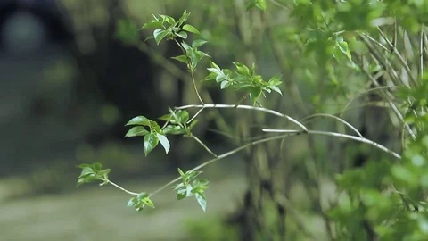 Green Foliage in Spring Stock Footage 70282425