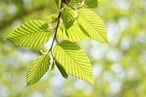 Green Foliage in Springtime Stock Photos