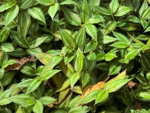 Green Foliage with Stripes Stock Photos