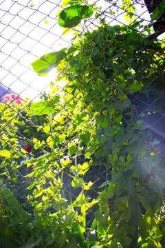 Green foliage in the sun Foto stock