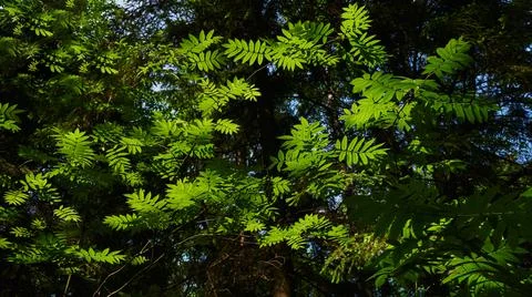 Green foliage in the sun's rays on the tree Stock Photos