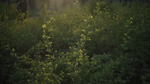 Green foliage with sunset in the forest background Stock Footage 141414079