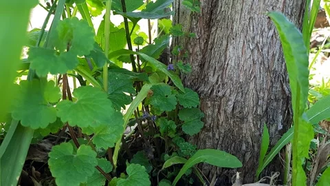 Green foliage surrounding tree trunk in natural outdoor setting Stock Footage 310307986