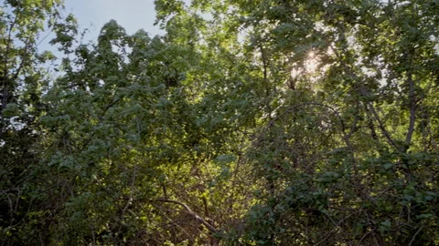 The green foliage swayed on the branches in the wind, illuminated by the setting Stock Footage 274225071