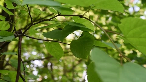 Green foliage swaying in the wind Stock Footage 120817124