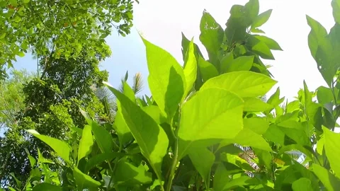 Green foliage swaying in the wind Video stock 241911922