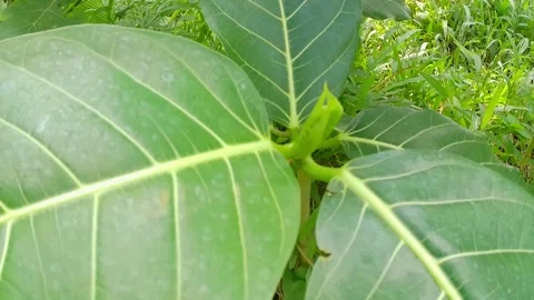 Green foliage swaying in the wind Video stock 241911965