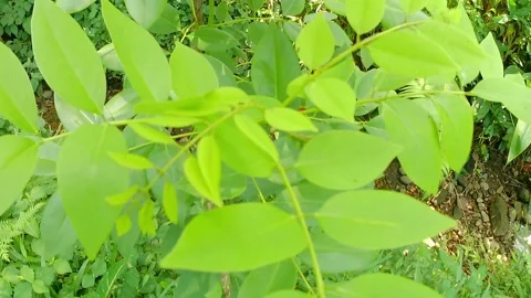 Green foliage swaying in the wind 스톡 동영상 241912232