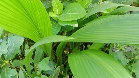 Green foliage swaying in the wind Video stock 241912250