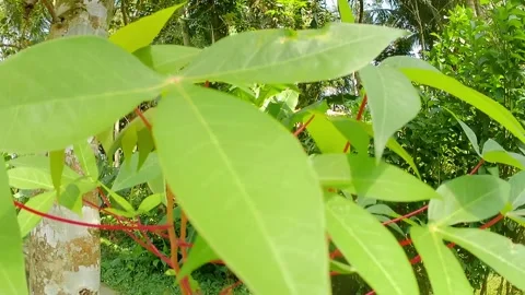 Green foliage swaying in the wind 스톡 동영상 241912976