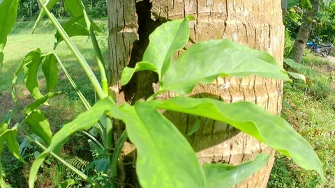 Green foliage swaying in the wind Video stock 241913062