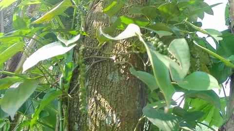 Green foliage swaying in the wind Video stock 241913063