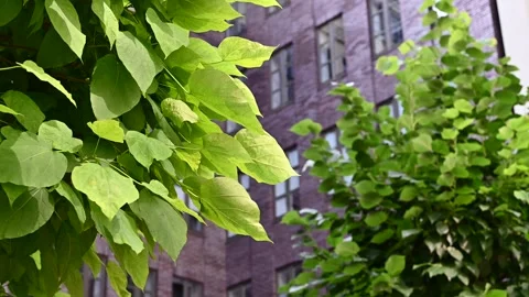 Green foliage sways in the wind against the background of the building. Stock Footage 245639192