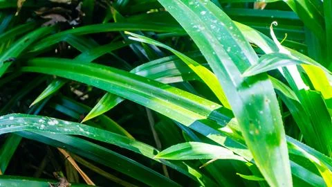 Green foliage texture as background Stock Photos