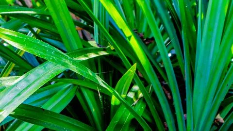 Green foliage texture as background Photos