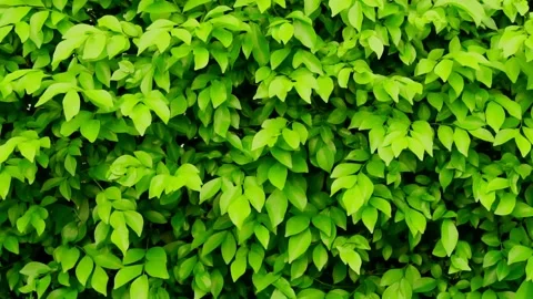Green foliage texture, leaf nature background. Stock Footage 171797062