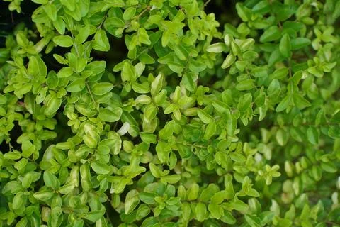 Green foliage texture Stock Photos