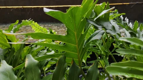 Green foliage that thrives under diffused natural light Stock Footage 304050313