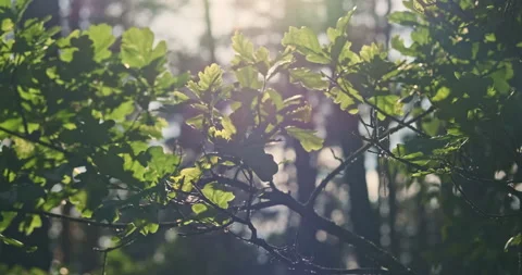 Green foliage through which sunlight shines. Abstraction, tranquility, nature. Vídeos de archivo 244771299