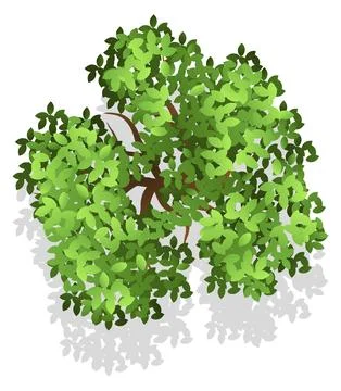 Green foliage top view. Tree landscape element Stock Illustration