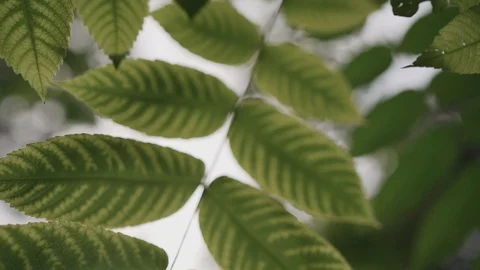 Green foliage of a tree close-up Stock Footage 128177067