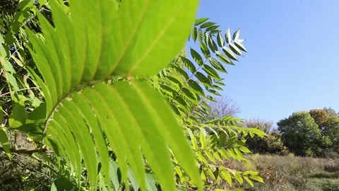 Green foliage on a tree develops in the wind Stock Footage 166752015