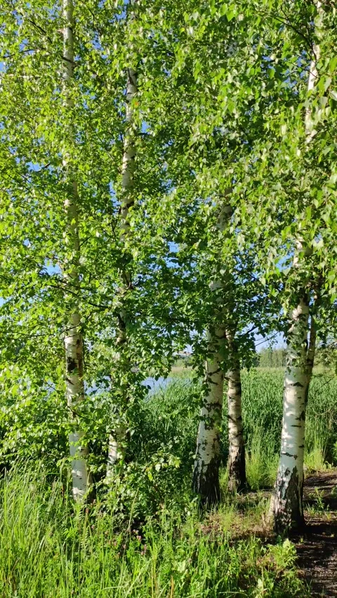 Green foliage on tree Stock Footage 277711865