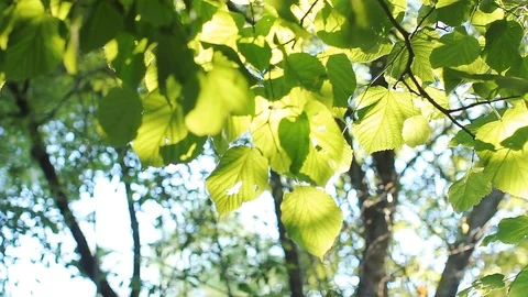 Green foliage on a tree in the rays of the setting sun. Stock Footage 80843555
