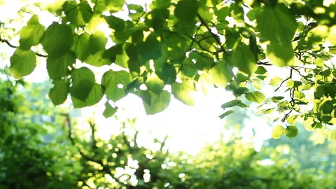Green foliage on a tree in the rays of the setting sun. Stock-Footage 87699437