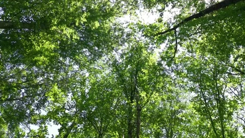 Green foliage of trees bottom view, natural background Stock Footage 166267676