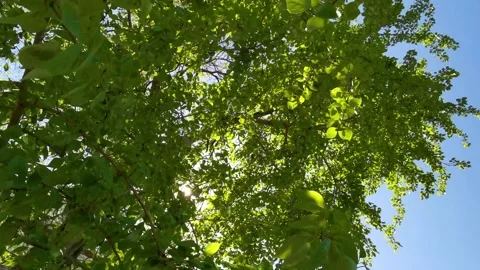 Green foliage of trees bottom view, natural background. 動画素材 170953805