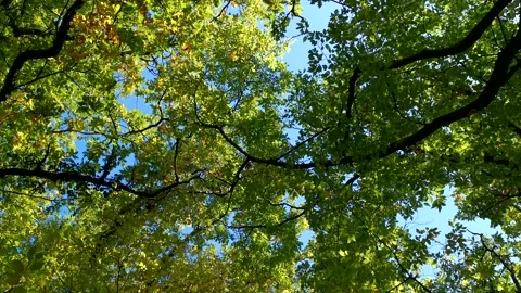 Green foliage of trees bottom view, natural background. Video stock 201358264